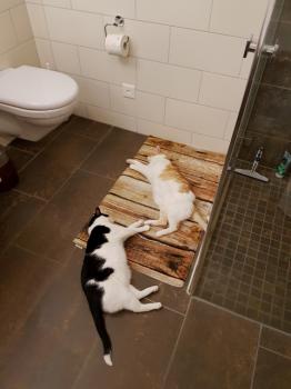 Rafael Bild von Rafael