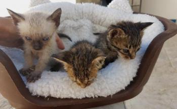 Chloe Bild von Chloe