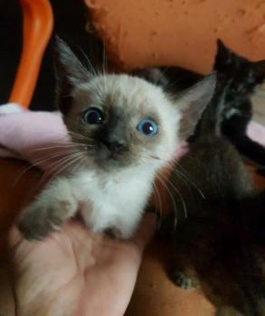 Chloe Bild von Chloe