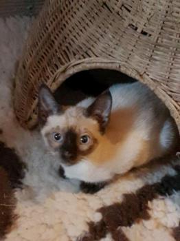 Chloe Bild von Chloe