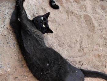 Thabo Bild von Thabo