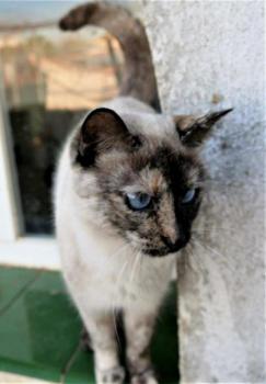 Safira Bild von Safira