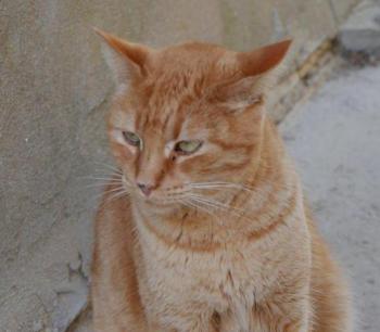 Orpheus Bild von Orpheus