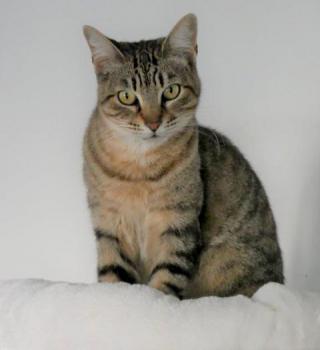 Phelina Bild von Phelina