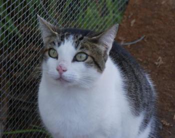 Pequita Bild von Pequita