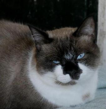 Maurice Bild von Maurice