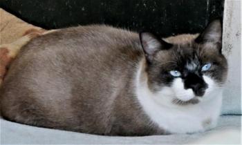 Maurice Bild von Maurice