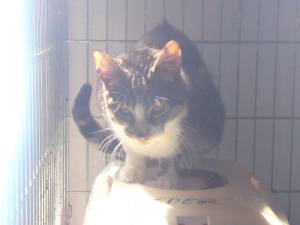 Hemingway Bild von Hemingway