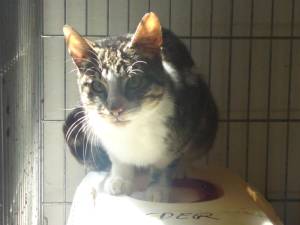 Hemingway Bild von Hemingway