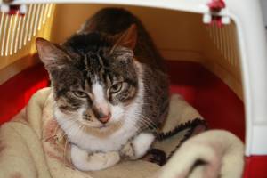 Hemingway Bild von Hemingway