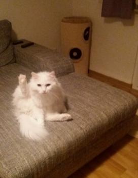 Tolo Bild von Tolo