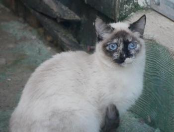 Mia Bild von Mia