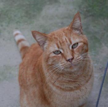 Orpheus Bild von Orpheus