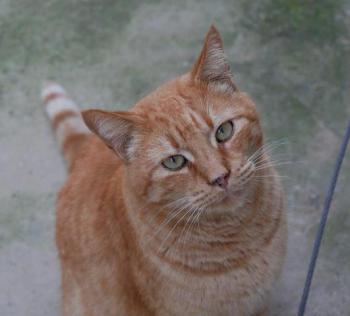 Orpheus Bild von Orpheus