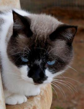 Maurice Bild von Maurice