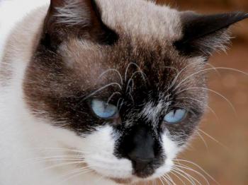 Maurice Bild von Maurice