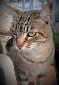 Phelina Bild von Phelina
