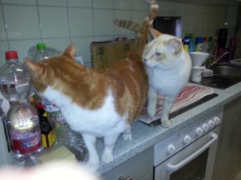 Raton Bild von Raton