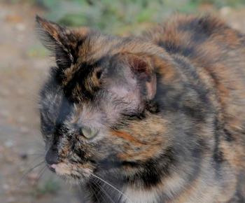 Tabita Bild von Tabita