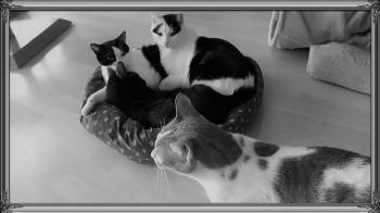 Bild von Amieto