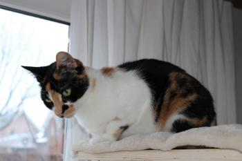 Saphra Bild von Saphra