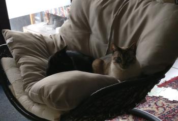 Shila Bild von Shila