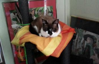 Maurice Bild von Maurice