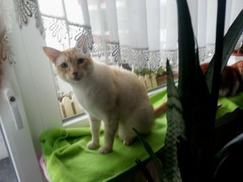 Raton Bild von Raton