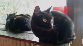 Coddy Bild von Coddy