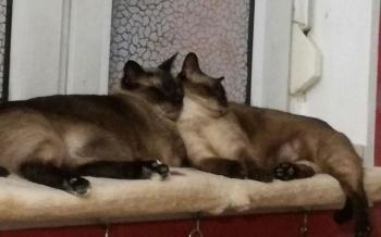 Bild von Midas
