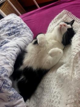 Kito Bild von Kito