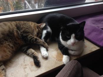 Kito Bild von Kito