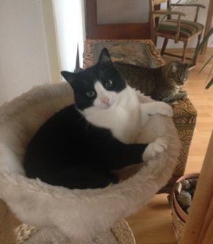 Kito Bild von Kito