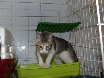 Bela Bild von Bela