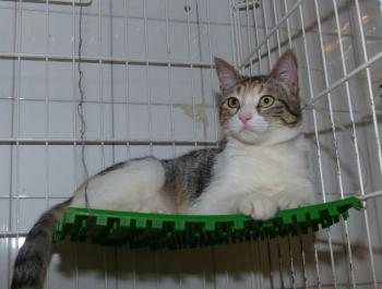 Bela Bild von Bela