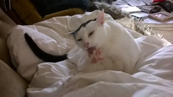 Gina Bild von Gina