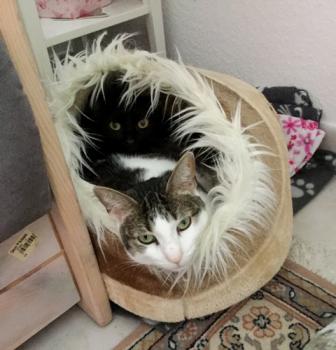 Reed Bild von Reed