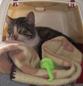 Hemingway Bild von Hemingway