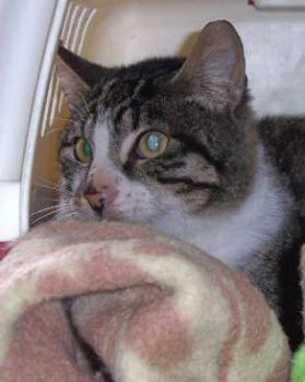 Hemingway Bild von Hemingway