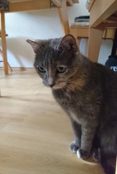 Alba Bild von Alba