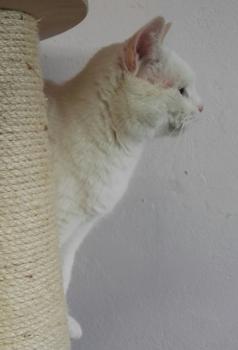 Samura Bild von Samura