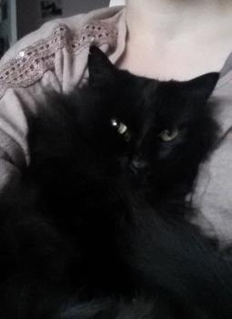 Bongo Bild von Bongo