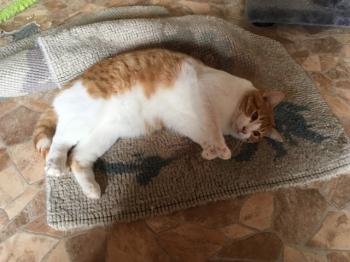 Tico Bild von Tico