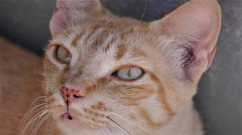 Neila Bild von Neila