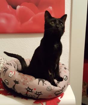 Akira Bild von Akira