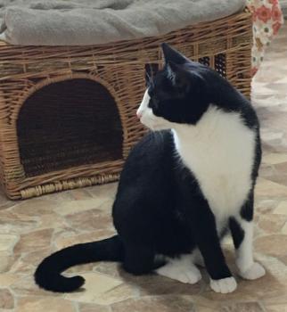 Elvis Bild von Elvis