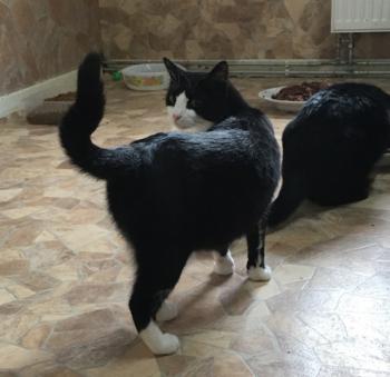 Elvis Bild von Elvis