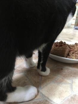 Elvis Bild von Elvis