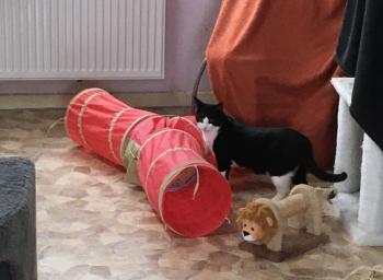 Elvis Bild von Elvis