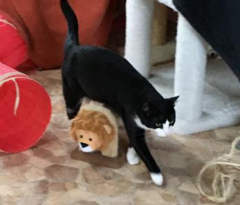 Elvis Bild von Elvis